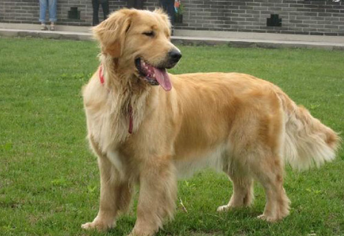 金毛犬不能吃什麼 有些食物可致命
