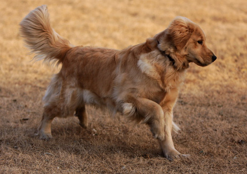 金毛犬吃什麼好 健康食物有哪些