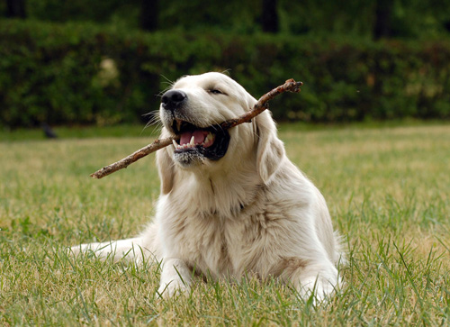 金毛犬的喂養 七分飽的份量是最合適的
