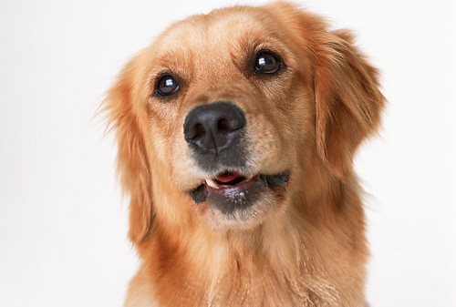 金毛犬怎麼飼養 不同年齡的飼養法
