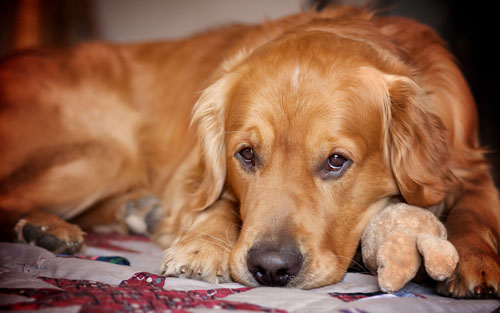 金毛犬怎樣喂養 洗耳朵洗澡都有哪些方法