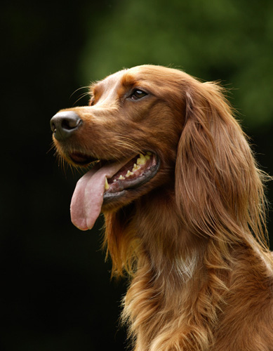 金毛犬最愛吃什麼 食物哪些不能吃