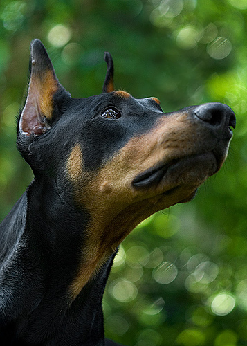 杜賓犬吃什麼狗糧好 餅干最好是無糖的