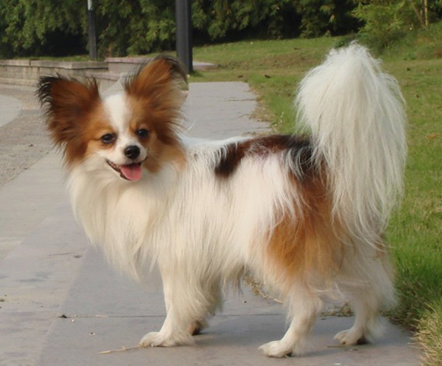蝴蝶犬能長多大 了解狗狗的標准體形