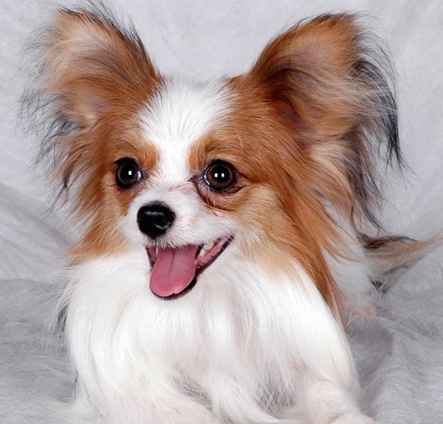 蝴蝶犬是小型犬嗎 詳細介紹蝴蝶的歷史