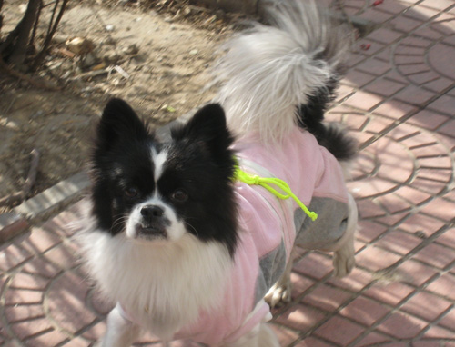 蝴蝶犬愛叫怎麼辦 哪些情況引發狗狗叫