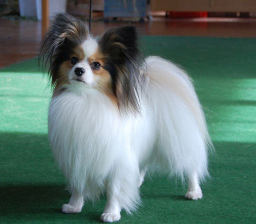 蝴蝶犬拉肚子怎麼辦 大部分是消化問題