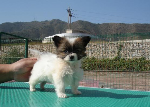 蝴蝶犬的生活習性 一只很嬌小迷人的狗狗