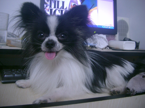 蝴蝶犬吃什麼狗糧 幼犬需要特殊喂養