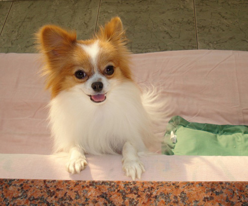 蝴蝶犬吃什麼好 學會如何飼養寵物