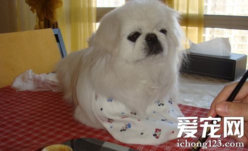 京巴的壽命 比普通狗狗的平均壽命稍高