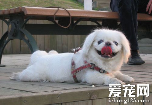 京巴狗聰明嗎 氣質非常高貴的狗狗