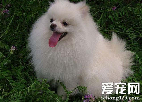 博美犬的壽命 健康的飼養狗狗