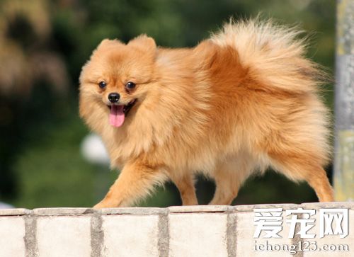 博美犬好養嗎 會有臭臭的味道