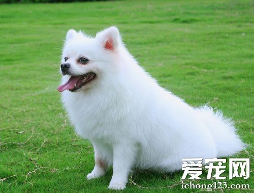 博美犬能長多大 體型小動作靈巧