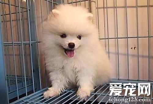 博美犬愛叫怎麼辦 狗狗們互相交流的方式