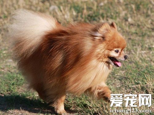 博美犬口臭怎麼辦 注重口腔清潔護理