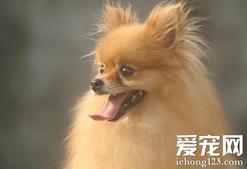 博美犬拉肚子怎麼辦 主要原因是什麼