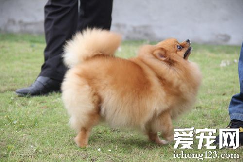 博美犬拉稀怎麼辦 家長千萬不能掉以輕心