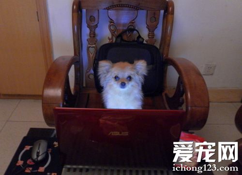 博美犬嘔吐怎麼辦 嘔吐有哪些方式