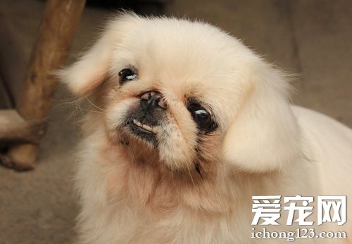 京巴狗拉肚子 治療和護理的方法