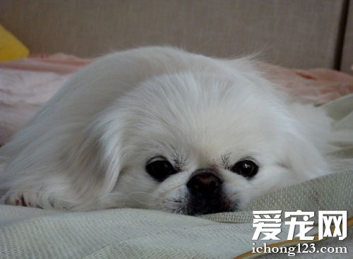 京巴能長多大 狗狗體型矮小毛發濃密蓬松