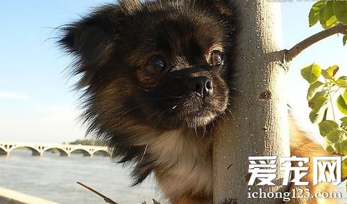 京巴狗能活幾年 學習如何更好的飼養狗狗