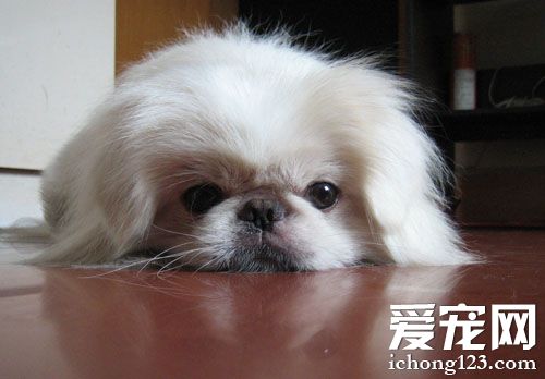 京巴狗不能吃什麼 有些食物萬萬不能吃