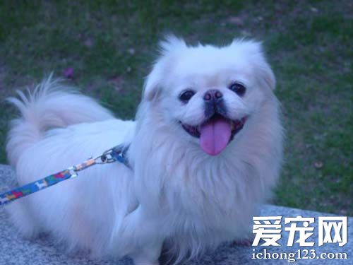 京巴狗怎麼樣 高貴而且倔強的狗狗