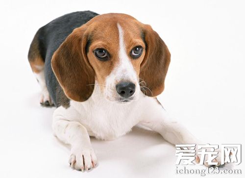 臘腸犬的壽命 性格活潑聰明喜愛哄鬧