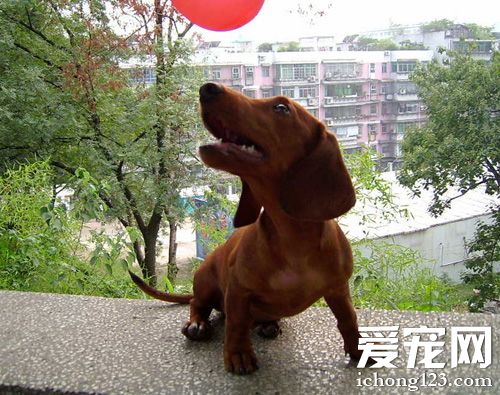 臘腸犬咬人嗎 平時它都非常開朗活潑