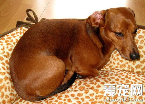 臘腸犬生活習性 性格極為開朗活躍的狗狗