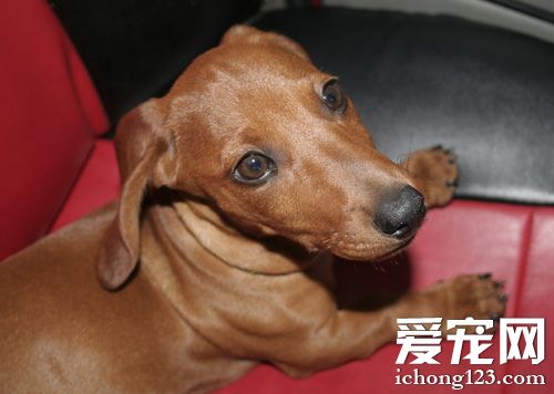 臘腸犬掉毛嗎 考慮掉毛的原因有哪些