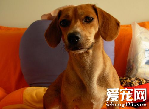 臘腸犬的喂養 比較喜歡運動的狗狗