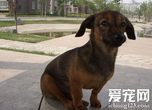 臘腸犬的性格 嗅覺優異耐力驚人