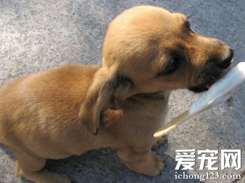 臘腸犬的種類 按照被毛類型分類