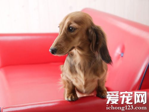 臘腸犬吃什麼狗糧好 不同的情況也要不同對待