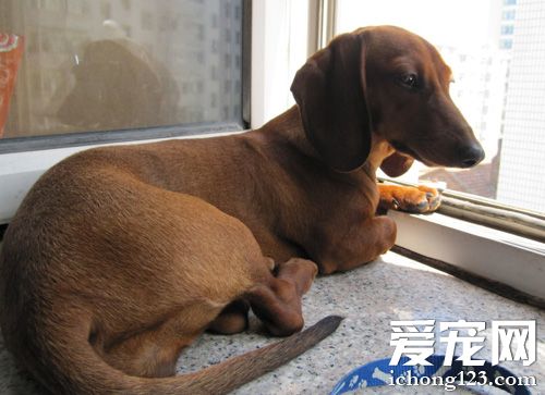 臘腸犬怕冷嗎 針對寒冬的保暖措施