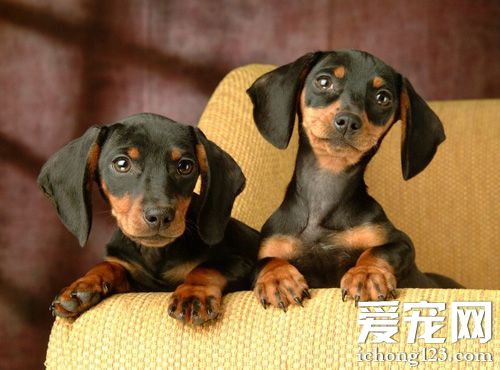 臘腸犬的飼養方法 天性樂觀的動物