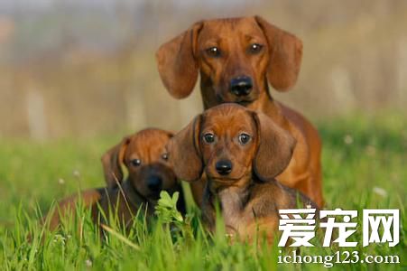 臘腸犬怎麼看年齡 牙齒辨別年齡情況