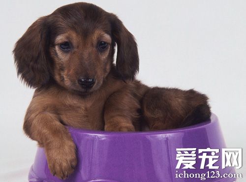 臘腸犬喜歡吃什麼 不能吃的食物有哪些
