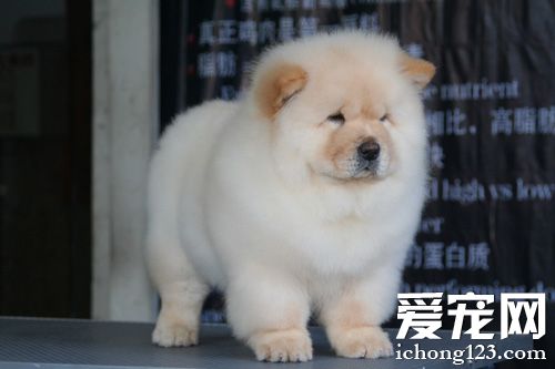 松獅犬的習性 一種愛整潔的狗狗