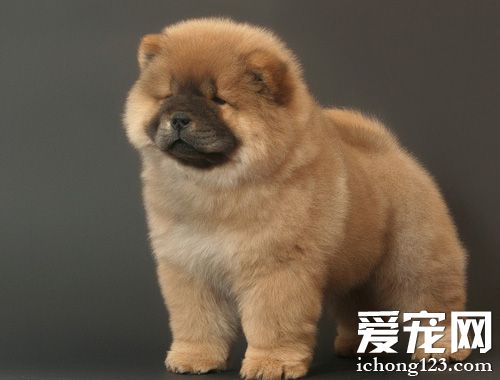 松獅犬好養嗎 對於飼養環境非常挑剔