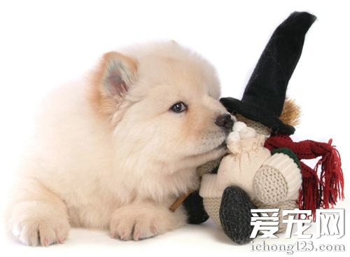 松獅犬的性格 聰明但不容易教