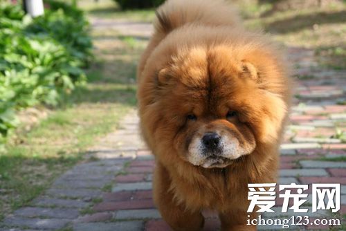 松獅犬能長多大 雌性雄性的標准身材