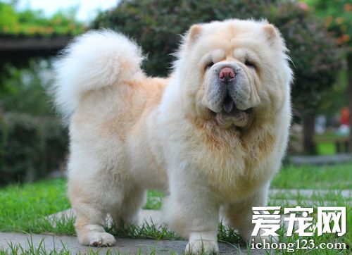 松獅犬咬人嗎 無聲狗咬死人