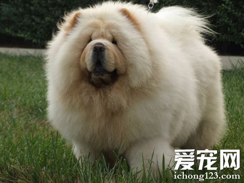 松獅犬怎麼樣 像是獅子一樣的生物