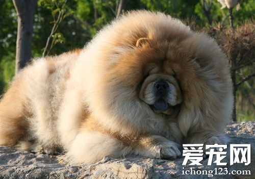 松獅打噴嚏怎麼辦 主人學會去判斷