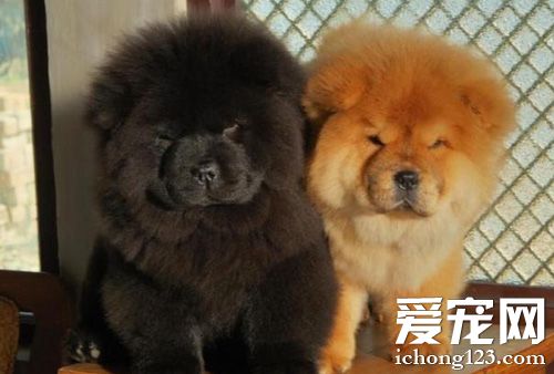 松獅犬拉肚子怎麼辦 有哪些原因導致