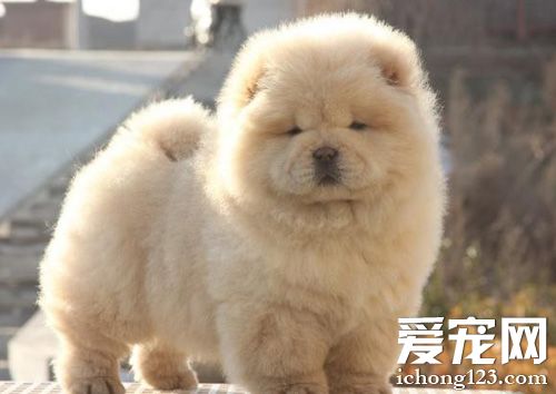 松獅犬得了細小怎麼辦 治療+預防的措施
